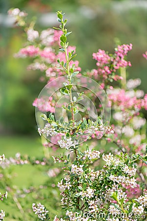 Currybush Escallonia Victory, branch with whitish to pinkish flowers Stock Photo